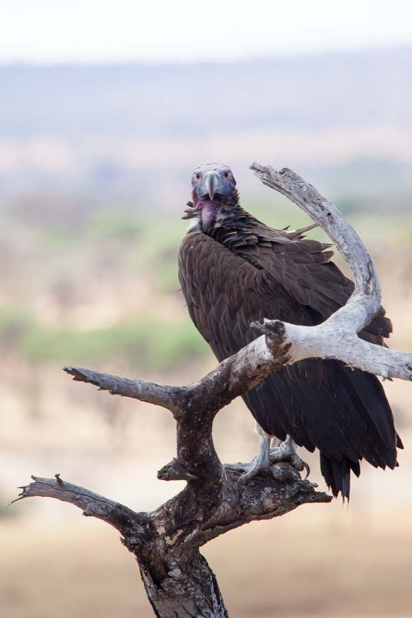 safarioct2013-1