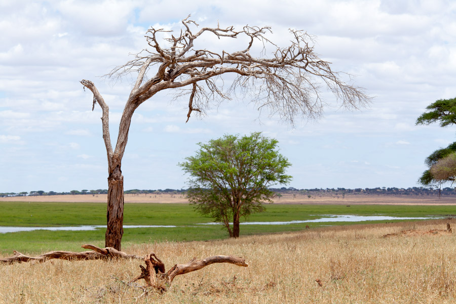 safarioct2013-11