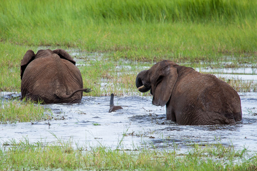 safarioct2013-13