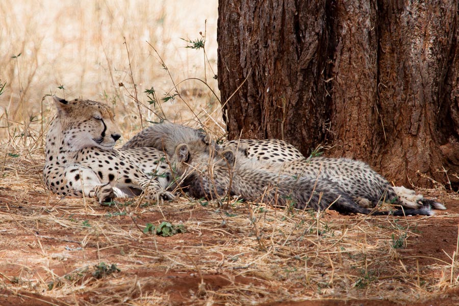 safarioct2013-15