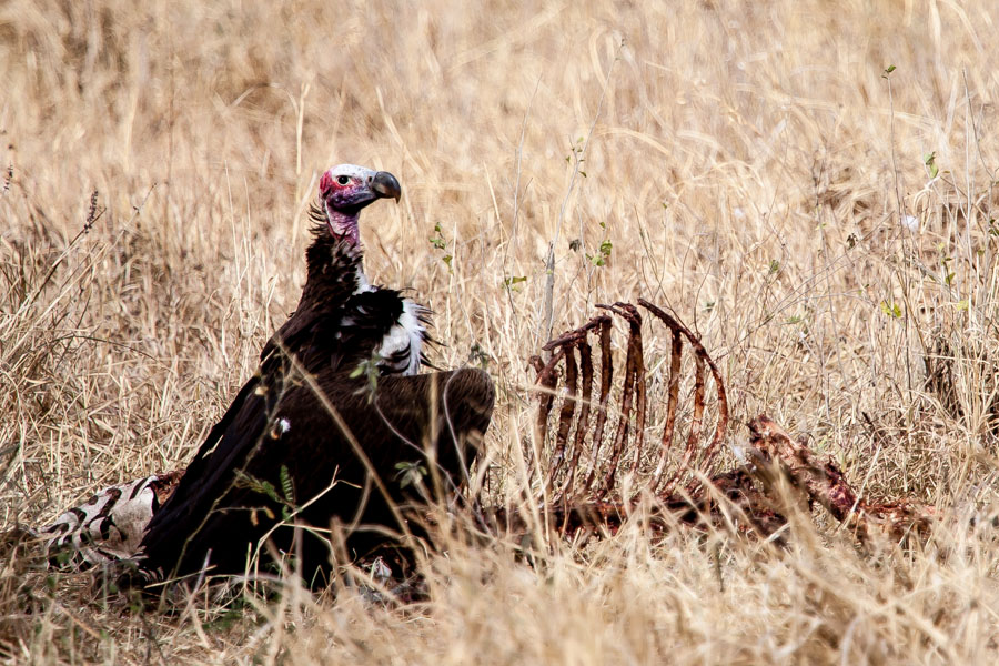 safarioct2013-22