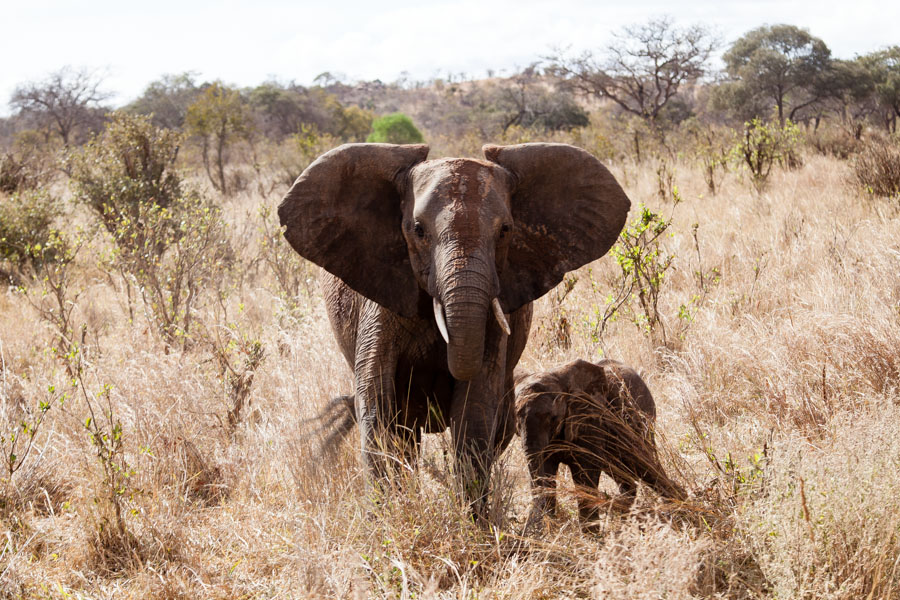 safarioct2013-23