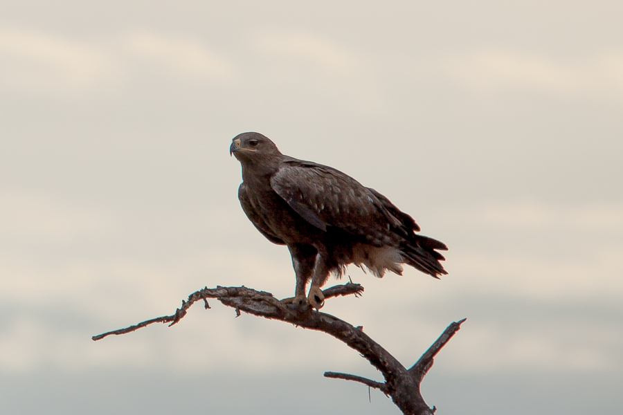 safarioct2013-29