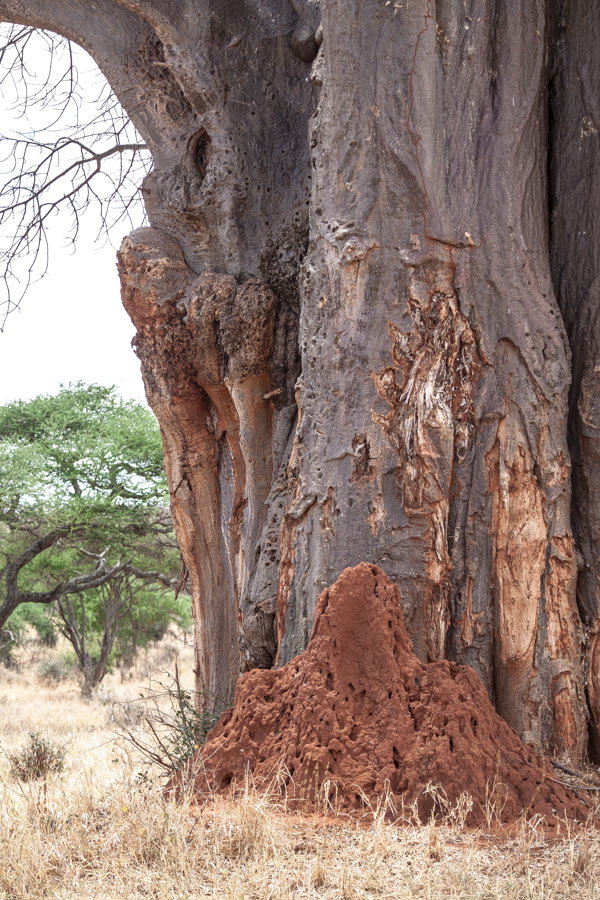 safarioct2013-3