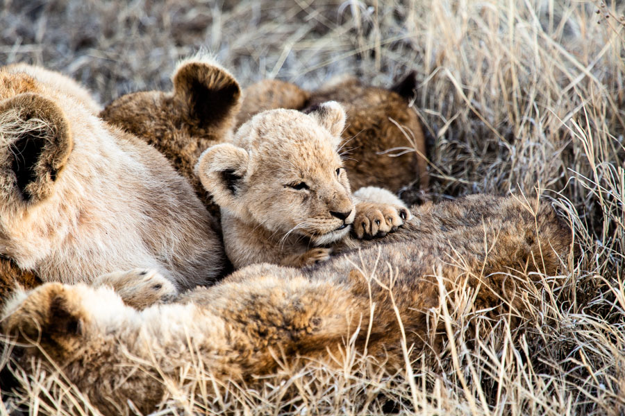 safarioct2013-35