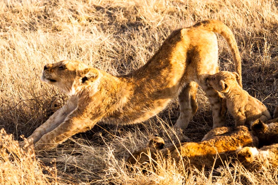 safarioct2013-38