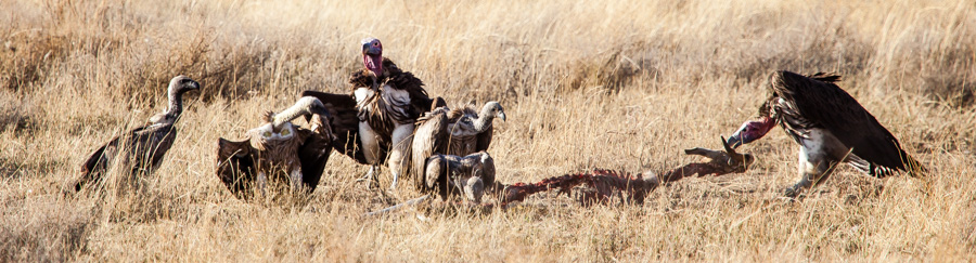 safarioct2013-39