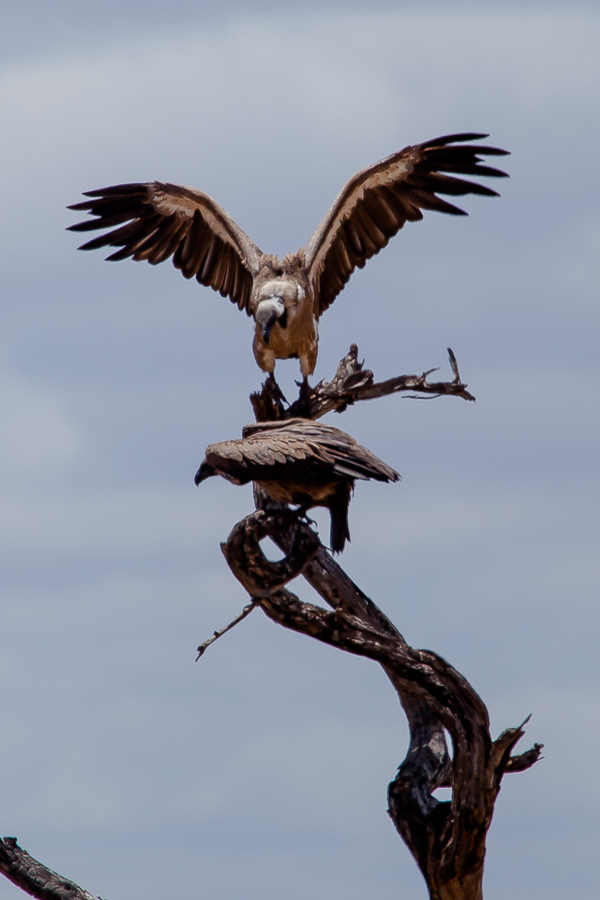 safarioct2013-4