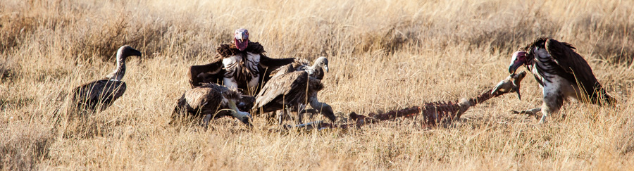 safarioct2013-40