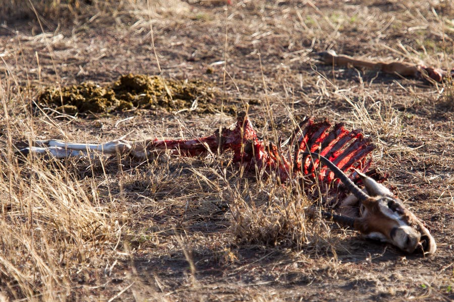 safarioct2013-41