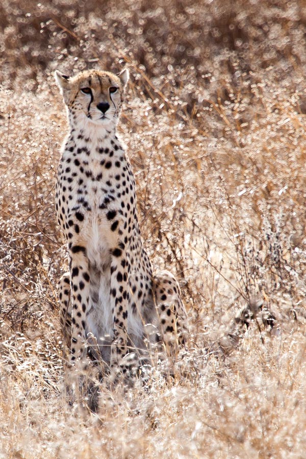 safarioct2013-43