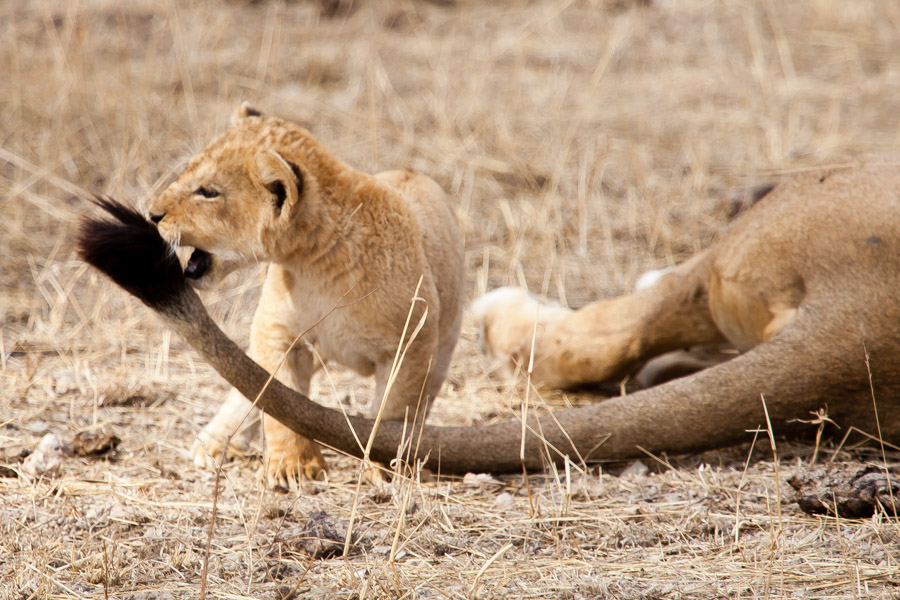 safarioct2013-47