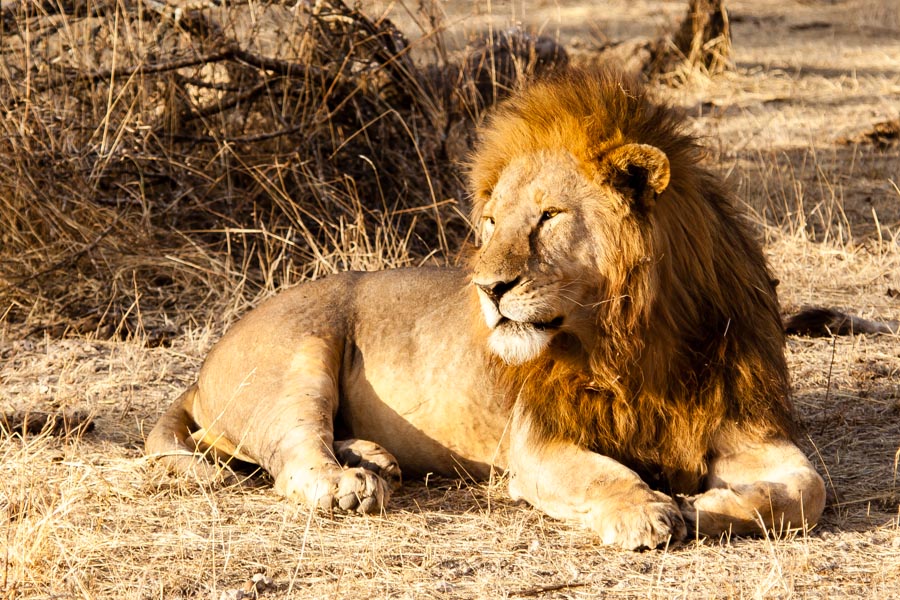 safarioct2013-48