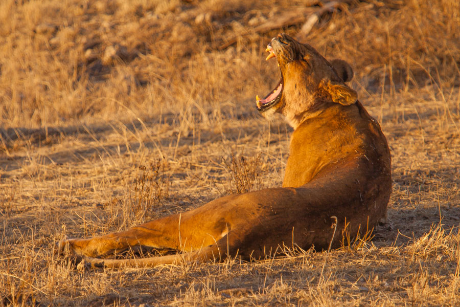 safarioct2013-49