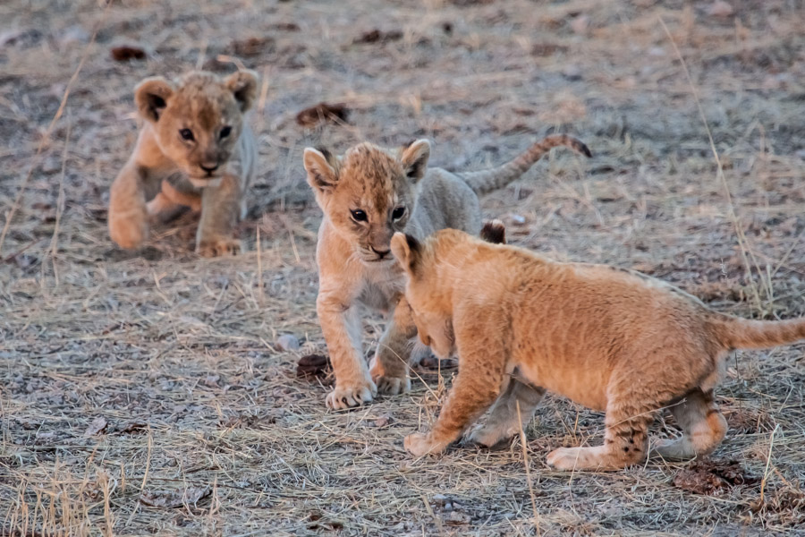 safarioct2013-51