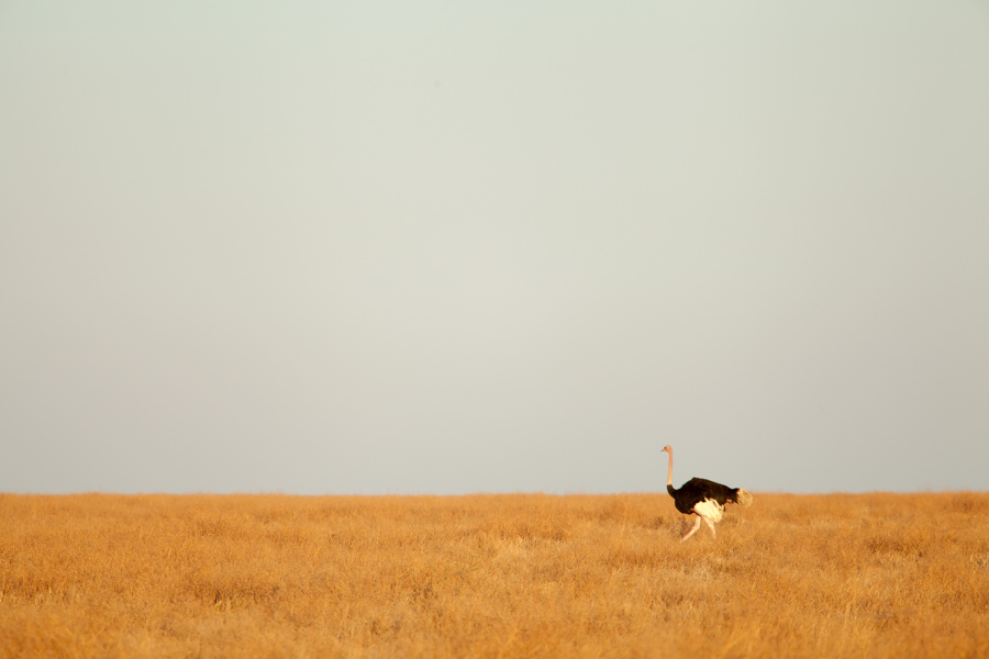 safarioct2013-52