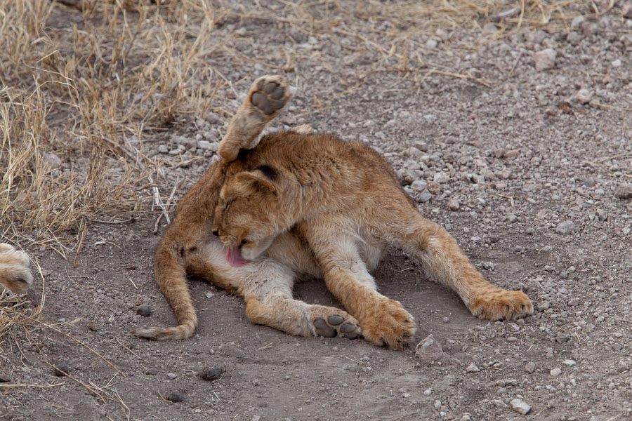 safarioct2013-54