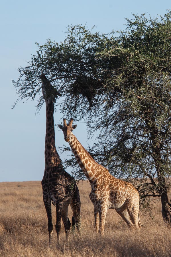 safarioct2013-57