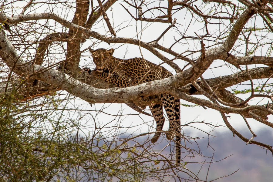 safarioct2013-6