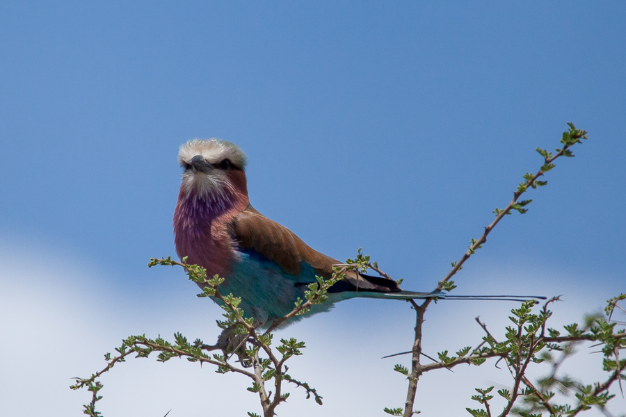 safarioct2013-62