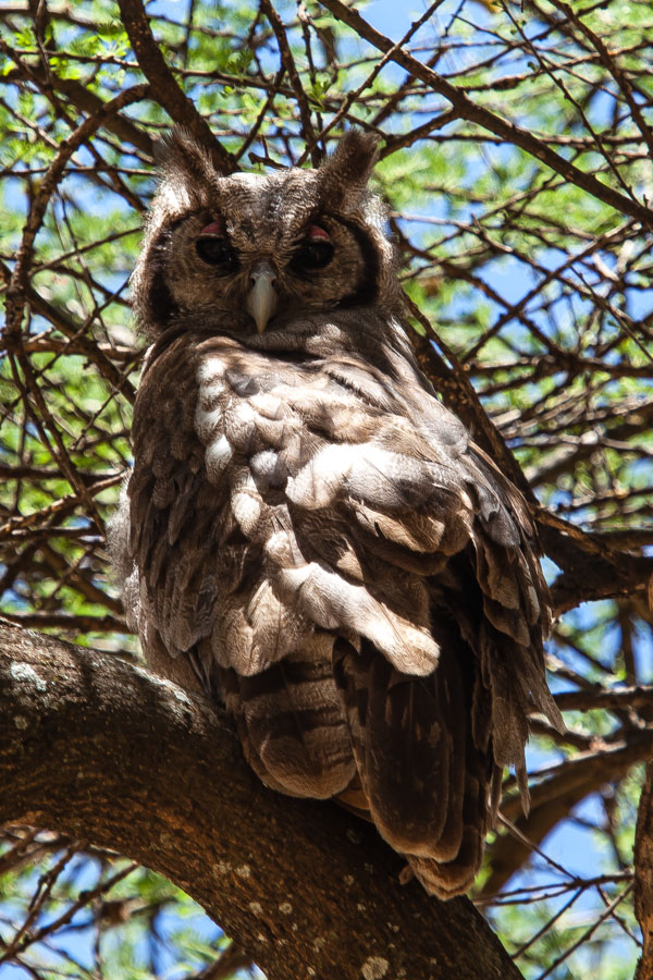 safarioct2013-63
