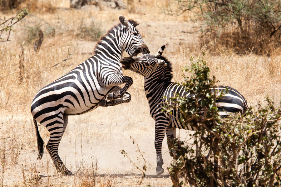 safarioct2013-64