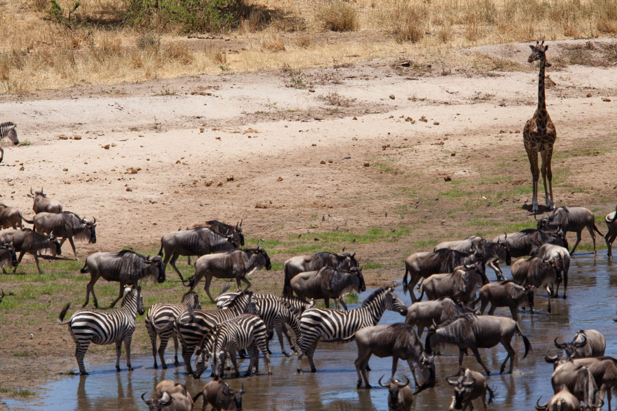 safarioct2013-66