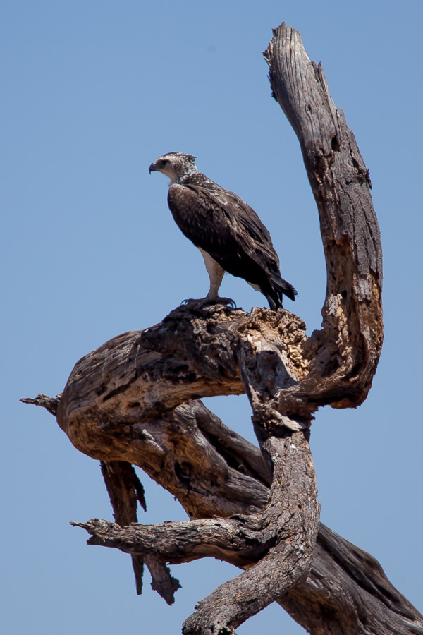 safarioct2013-68