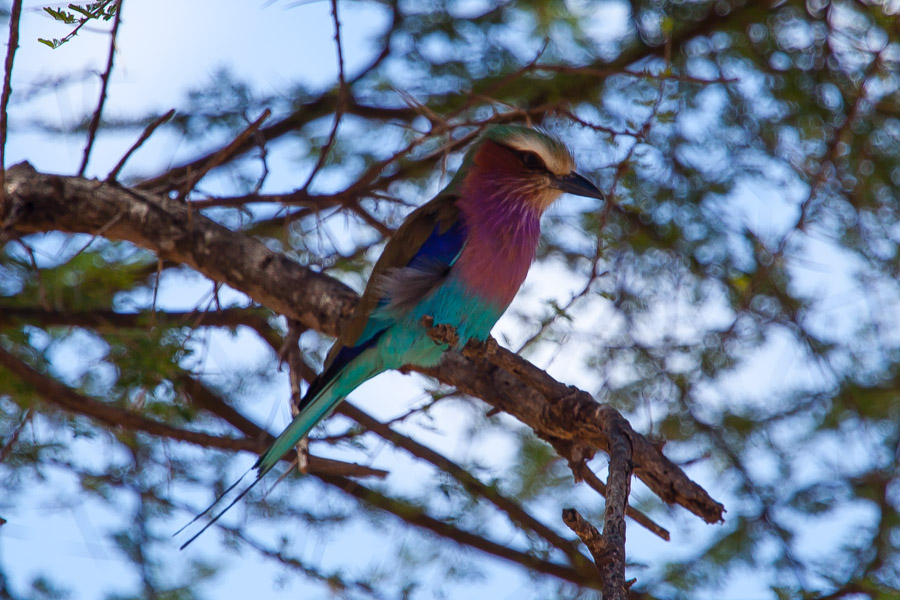 safarioct2013-69