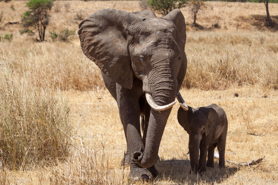 safarioct2013-70