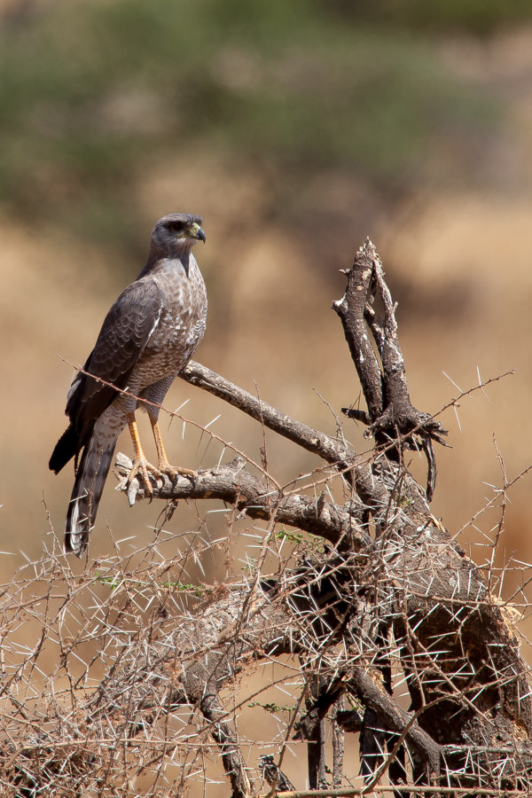 safarioct2013-72