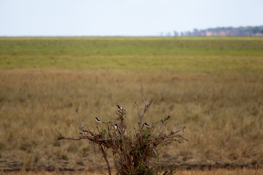 safarioct2013-8